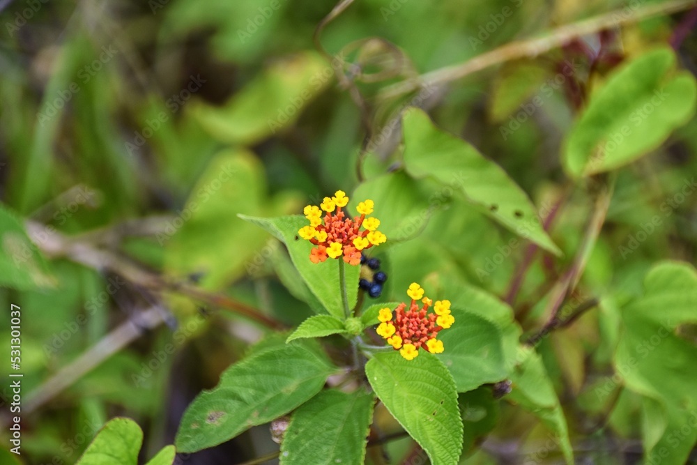 Tropical Wild Flower, brilliant color, in the tropical rainforest jungle of Costa Rica. Tropical Wild Flower, brilliant color, in the tropical rainforest jungle of Costa Rica.