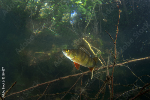 Fototapeta Naklejka Na Ścianę i Meble -  European perch during day dive. Perch is hiding in the brushwood in water . Underwater life. 