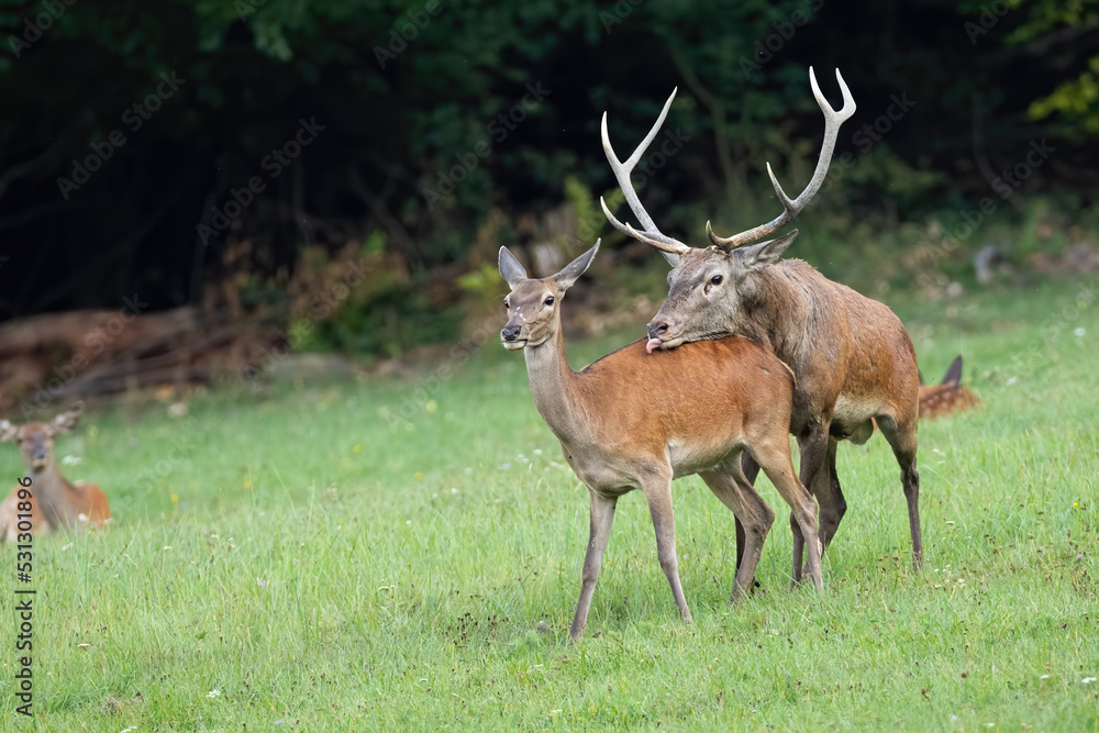 Fototapeta premium Couple of red deer, cervus elaphus, copulating in rutting season. Pair of stag and hind mating on a meadow with green grass. Animal wildlife in nature.