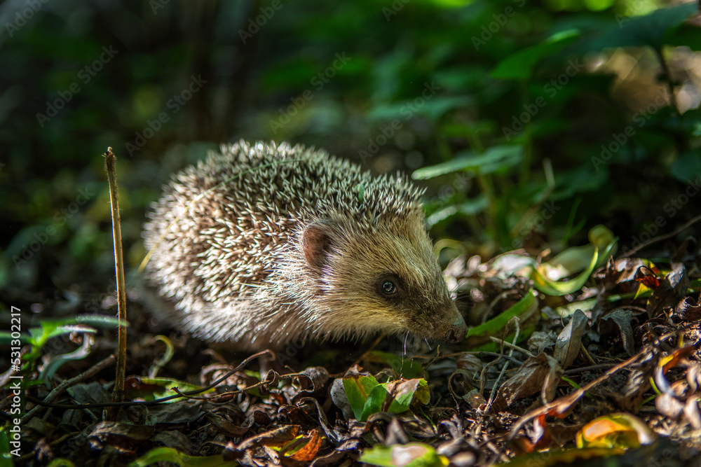 Small hedgehog hide in the garden. Hedgehog looking for food. Wildlife in Europe. Small hedgehog hide in the garden. Hedgehog looking for food. Wildlife in Europe.