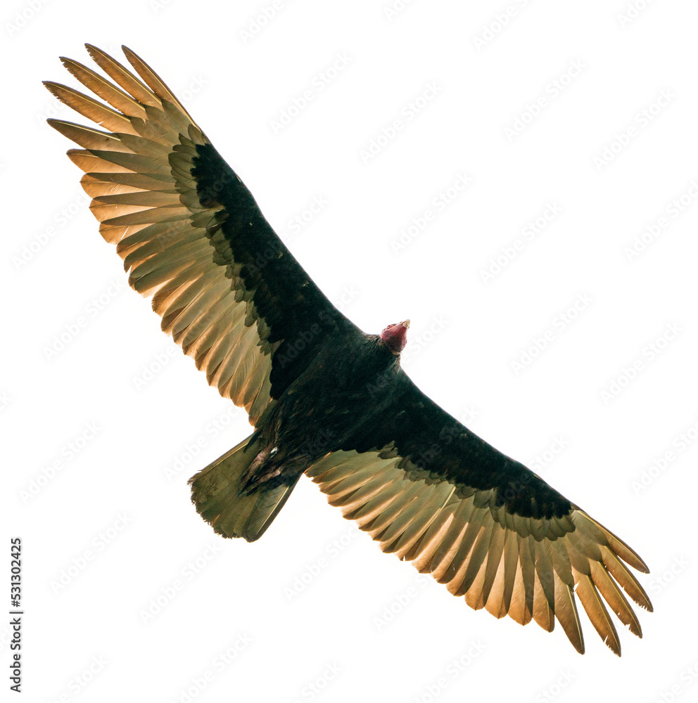 Obraz premium Black vulture in flight