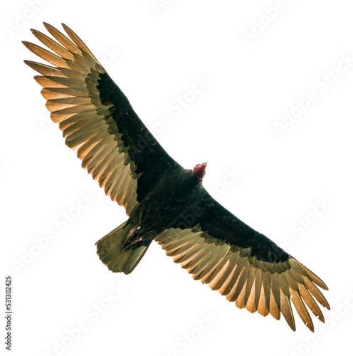 Black vulture in flight