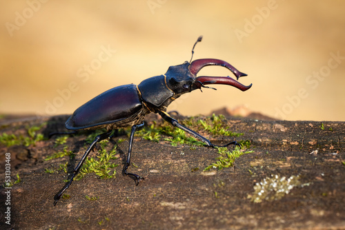 Male stag beetle, lucanus cervus, crawling on branch in autumn forest. Close up of an insect with large antler like horns on a head. Macro of animal wildlife.
