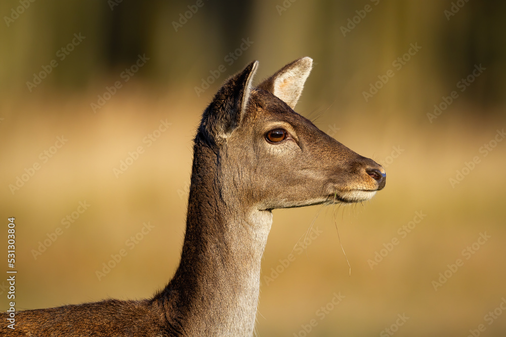 Fallow deer, dama dama, doe looking aside in close up on a meadow with yellow grass. Horizontal portrait of female mammal illuminated by evening sun watching around. Animal wildlife in nature. Fallow deer, dama dama, doe looking aside in close up on a meadow with yellow grass. Horizontal portrait of female mammal illuminated by evening sun watching around. Animal wildlife in nature.