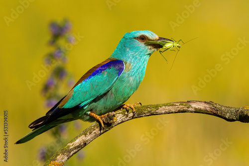 Blue european roller, coracias garrulus, holding a green grasshopper in a beak and sitting on a branch. Colorful bird with a catch in warm morning light in summer nature.