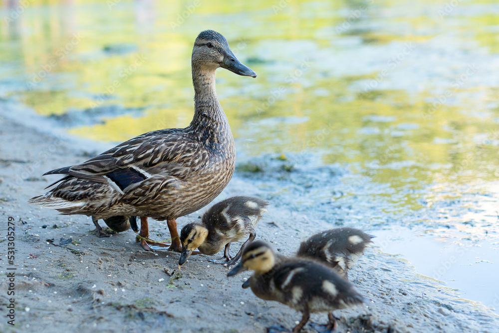 Duck with ducklings on the river bank. Duck with ducklings on the river bank.
