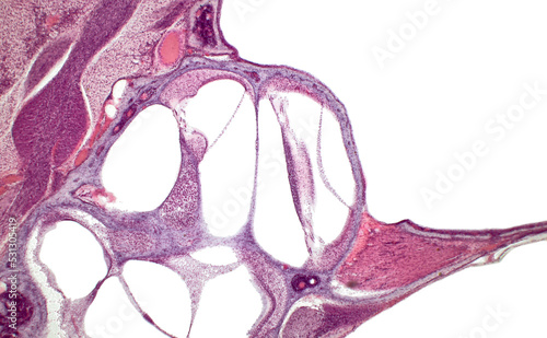 Fotografija Inner ear cochlea histology