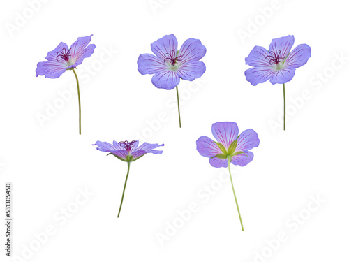 Tableau sur toile Cranesbill or geranium blue flowers isolated transparent png