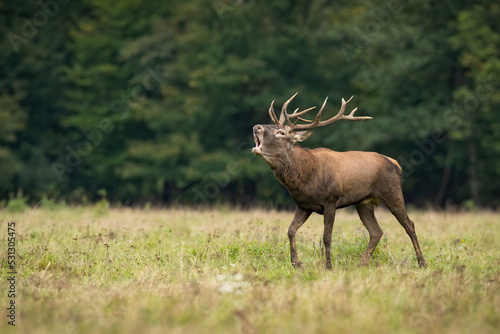 Red deer, cervus elaphus, stag walking and roaring with open mouth in rutting season. Male mammal with antlers bellowing on meadow from side with with copy space. Animal wildlife in nature.