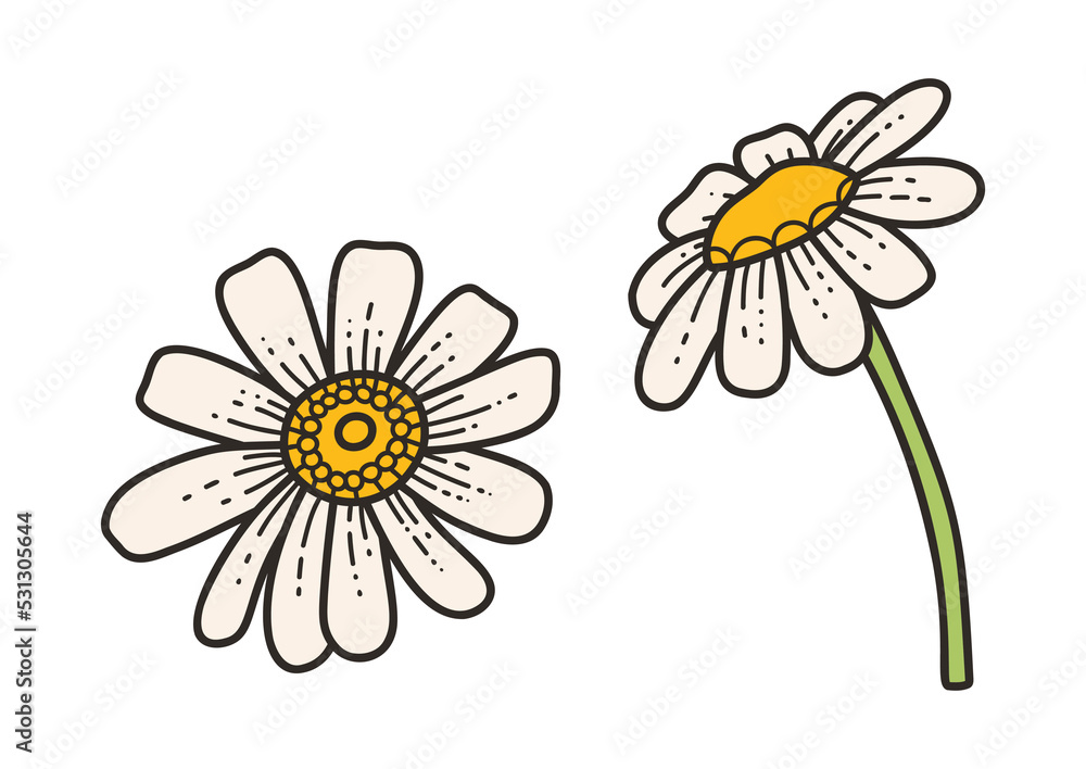 Chamomile - vector illustration in cartoon style. Objects isolated on white background. Vector isolated icon.