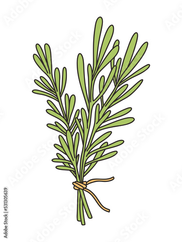 Woodruff, tarragon, Fragrant bedstraw - vector illustration in cartoon style. Objects isolated on white background. Vector isolated icon.