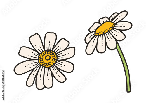 Chamomile - vector illustration in cartoon style. Objects isolated on white background. Vector isolated icon.
