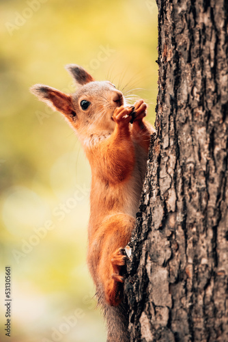 Red Eurasian squirrel sitting on tree and eating nut. Wild animal care photo