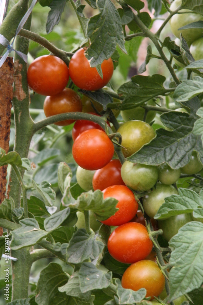 Tomates cherry madurando en la huerta