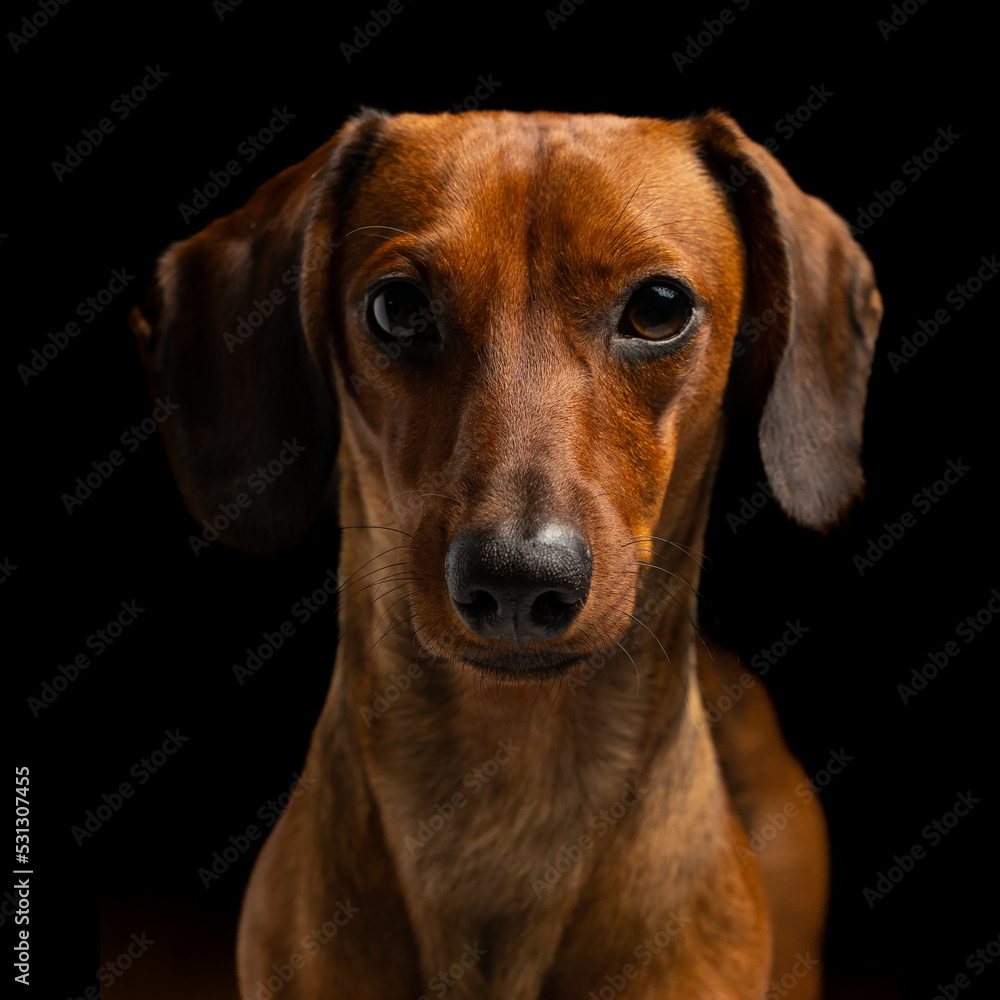 Dachshund brown dog looking looking straight ahead