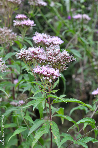 It blooms in nature hemp agrimony  Eupatorium cannabinum 