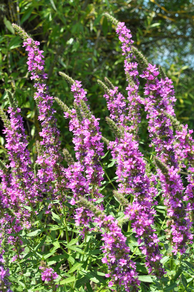 Obraz premium Lythrum salicaria grows on the riverbank and in wet places