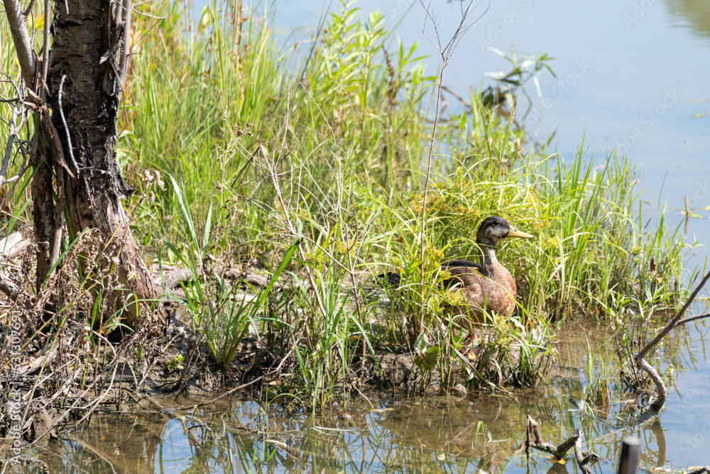 Naklejka premium American Black Duck Near The Pond