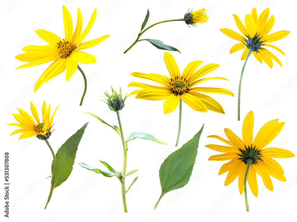 Jerusalem artichoke or sunroot yellow flowers, buds and leaves isolated transparent png