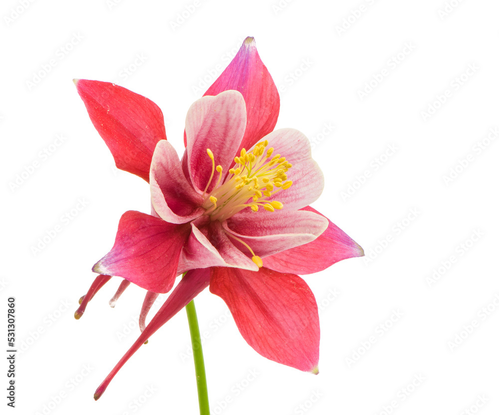 Isolated blossom of Columbine (Aquilegia) flower