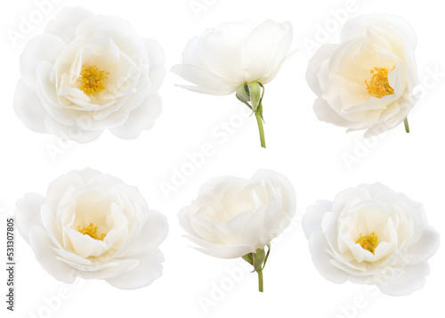 Fototapeta Naklejka Na Ścianę i Meble -  Set of six white delicate roses isolated transparent png