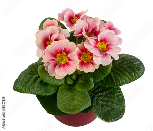 Fototapeta Naklejka Na Ścianę i Meble -  Closeup of an isolated pink primrose flower in a flowerpot