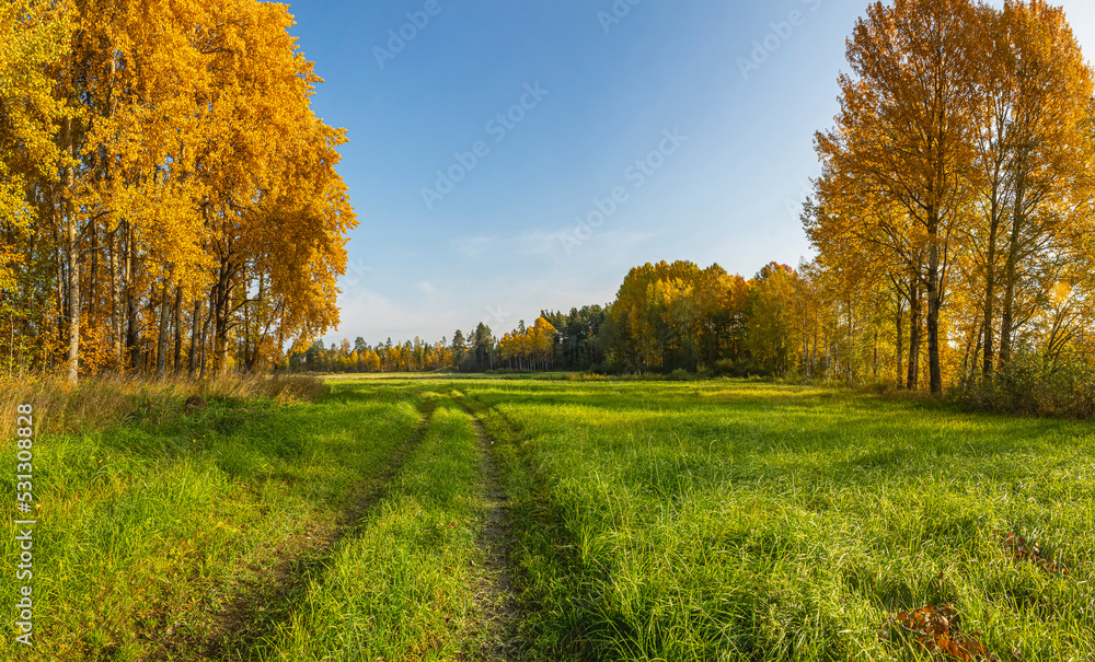 Fototapeta premium Aspen grove in gold attire in October.