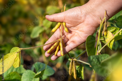 Farmer's hand close up. A farmer checks the quality of ripening soybean pods on the stalk. Agricultural crops of soybeans in open ground. Selective focus. Harvesting.