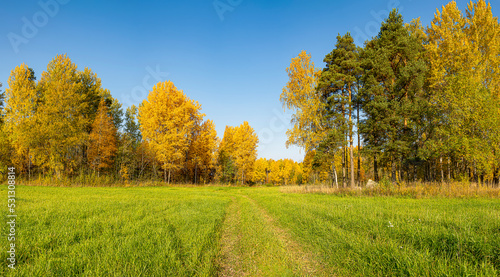 Aspen grove in gold attire in October.