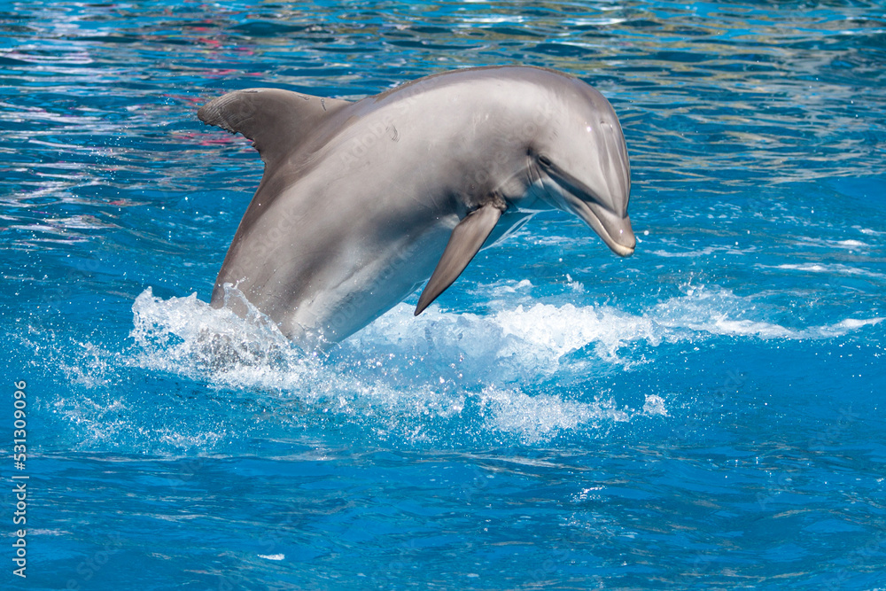 Naklejka premium Dolphin jumping over the water