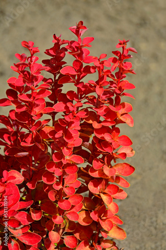 pomarańćzowy Berberys Thunberga odmiana Orange Rocket (Berberis thunbergii ) photo