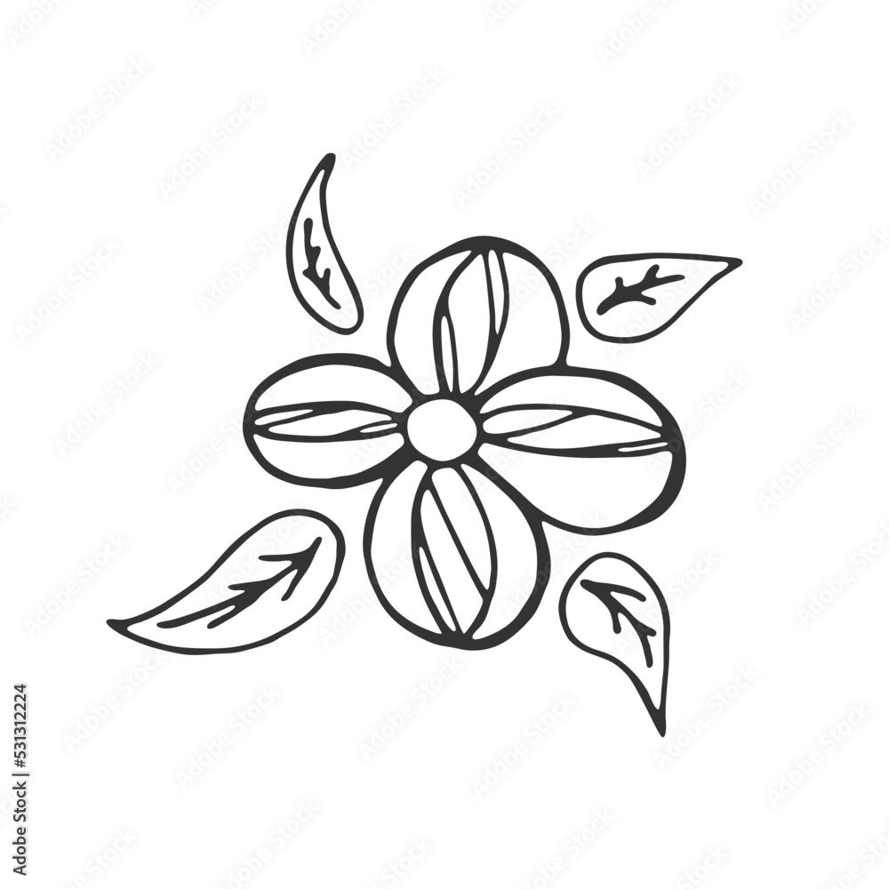 Hand drawn flower isolated on white background. Decorative doodle sketch illustration. Vector floral element.