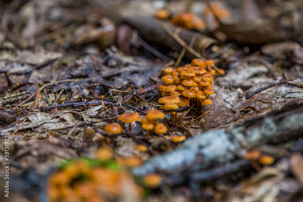 Flammulina Pilze im Wald Flammulina Pilze im Wald