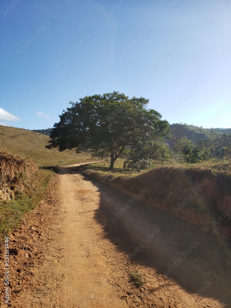 Fototapeta premium Countryside road with green trees