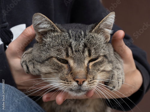 A cat of common European breed sits peacefully in the arms of a girl.