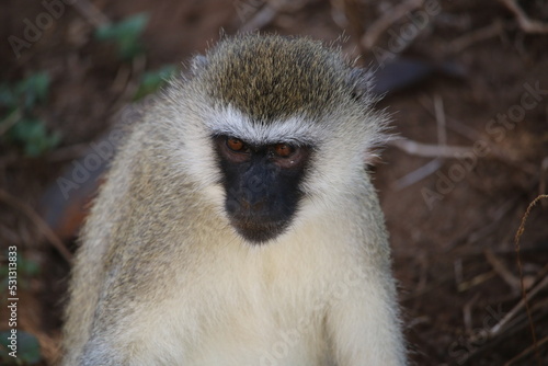 portrait of a vervet monkey