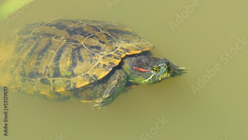 A small red eared slider turtle swimming through a small pond photo