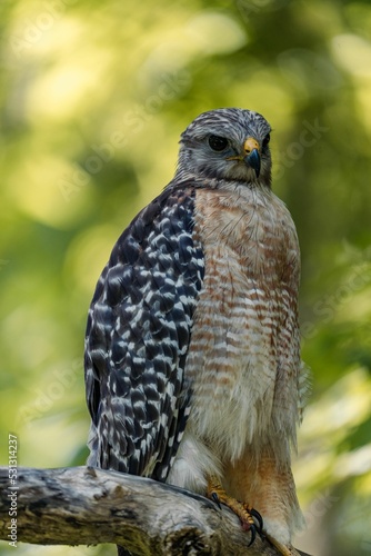 Vertical closeup of the red-shouldered hawk, Buteo lineatus. photo