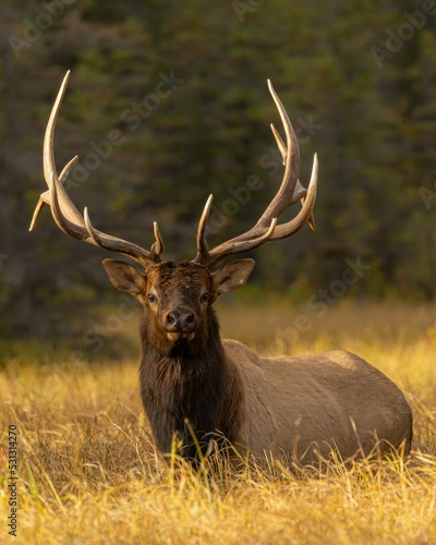 Beautiful elk photographed at golden hour - Cervus canadensis nelsoni photo