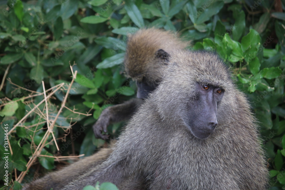 baboons baboons