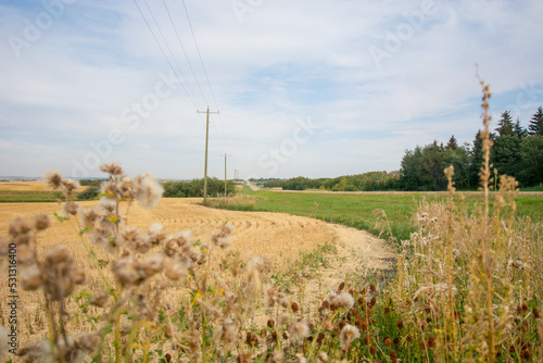 Landscape with a field of wheat and nettles 