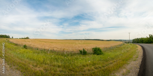 Panoramic wheat field in the countryside Alberta