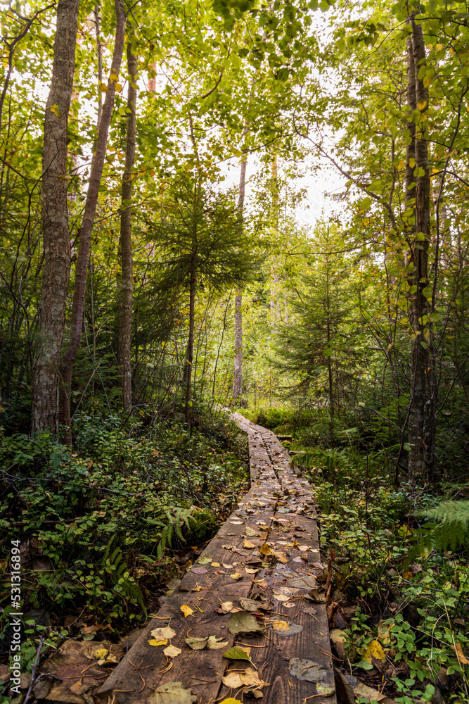 Fototapeta premium Wanderweg im Herbst bei Gegenlicht, Sonnenstrahlen