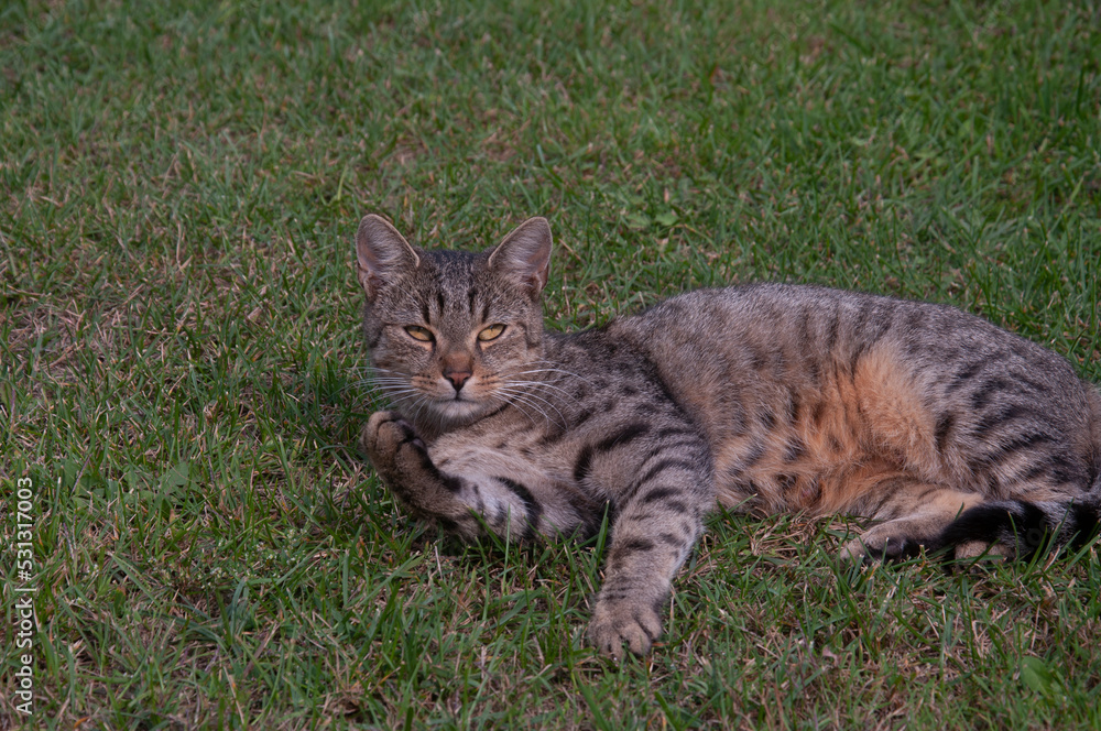 Grey house Cat on grass laying and licking paw