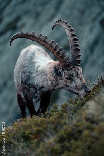 Fototapet Vertical shot of an alpine ibex grazing on a mountain in Chamonix, France