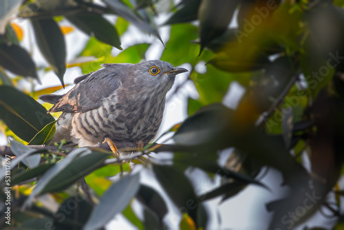 An Indian Cuckoo looking out