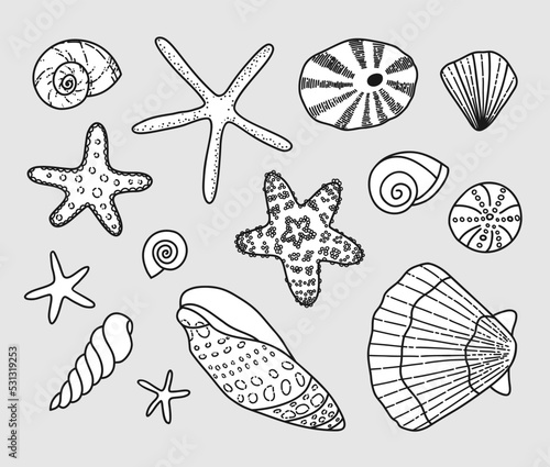 Collection of sea shells. Vector illustration. The elements are isolated on a gray background.