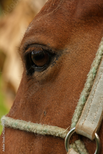 Olho de cavalo