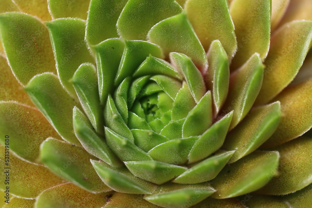 Sempervivum GELBER STERN Rojnik Gelber Stern Sempervivum GELBER STERN Rojnik Gelber Stern