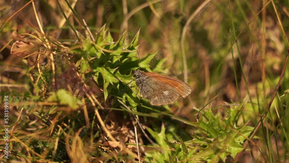 The small heath (Coenonympha pamphilus) foraging on a flower The small heath (Coenonympha pamphilus) foraging on a flower